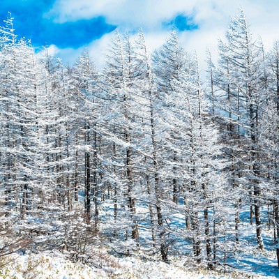 白銀の世界と霧（美ヶ原）の写真