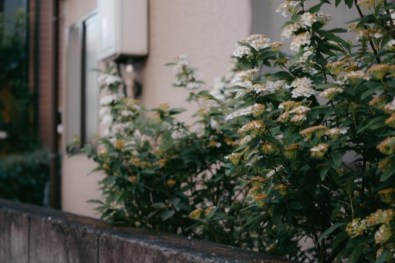 住宅地の塀と花の写真