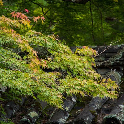 苔むした古い瓦屋根と少し色づき始めた紅葉（醍醐寺）の写真