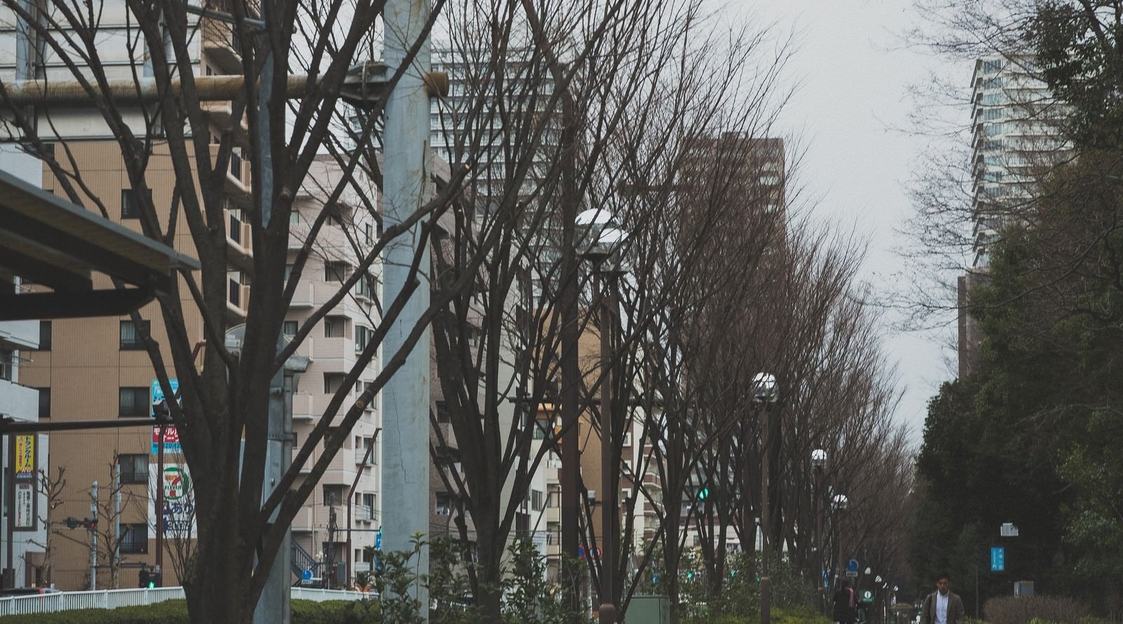 「葉が落ちた街路樹」の写真