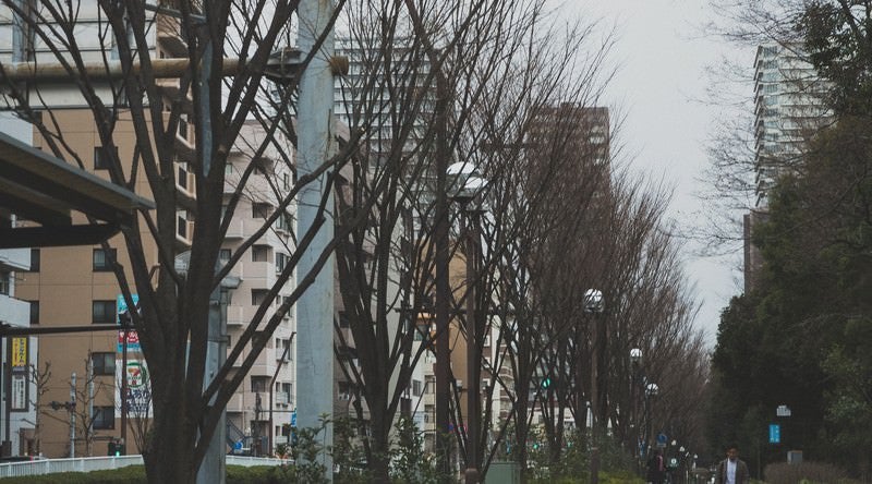 葉が落ちた街路樹の写真