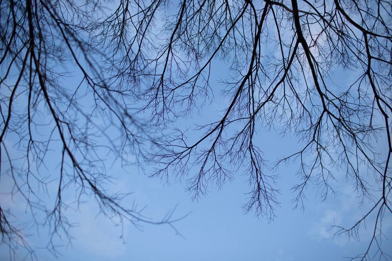 空に這う木の枝の写真