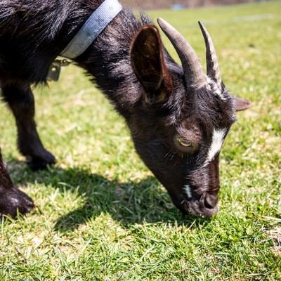 牧場で草を食べる子ヤギの写真