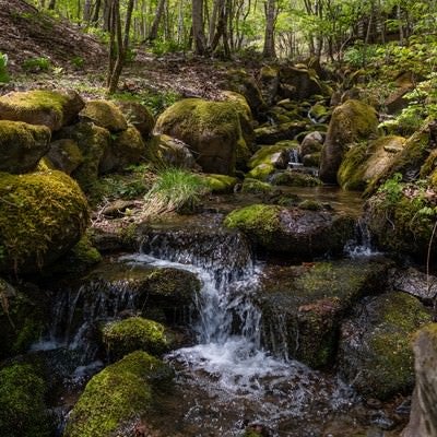 森の中を流れる川の写真