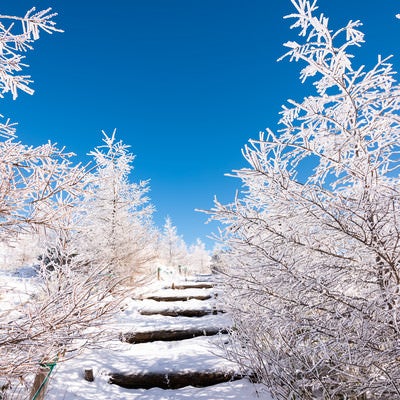 美ヶ原牛伏山の樹氷に囲まれた登山道の写真