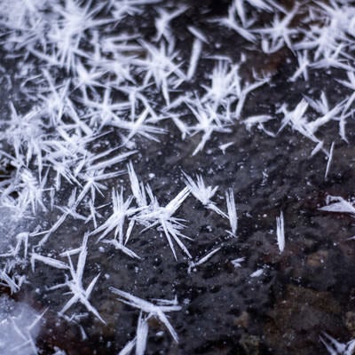 地表の水分が凍った霜柱の様子の写真