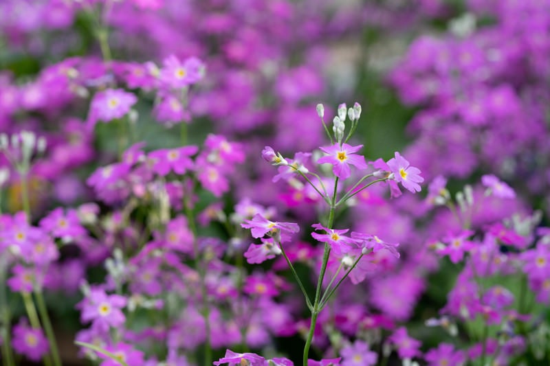 野に咲く花の写真