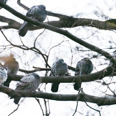 木の上で待機する鳩たちの写真