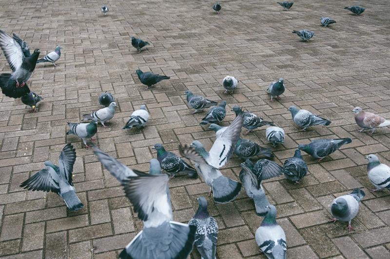 餌をくれるとバッサバサ集まってきた鳩の写真