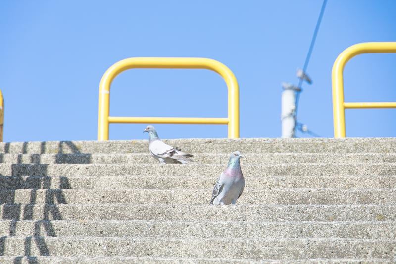 初恋感あるシーンの鳩の写真