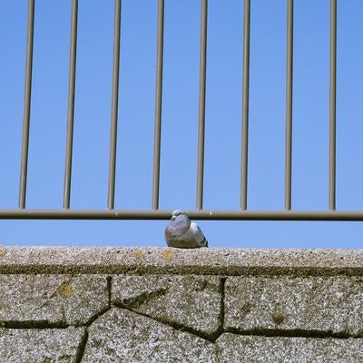 柵前の鳩の写真