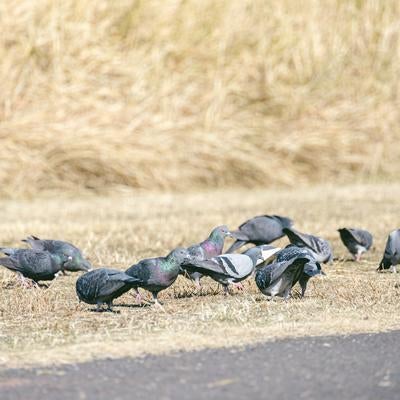 河川敷にいた鳩の集いの写真