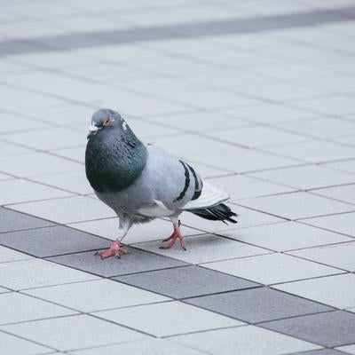 路上の鳩（ドバト）の写真