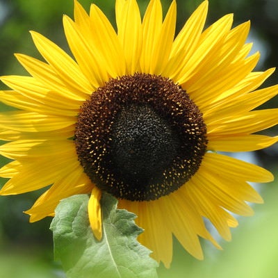 夏の日を浴びた向日葵の花びらの写真