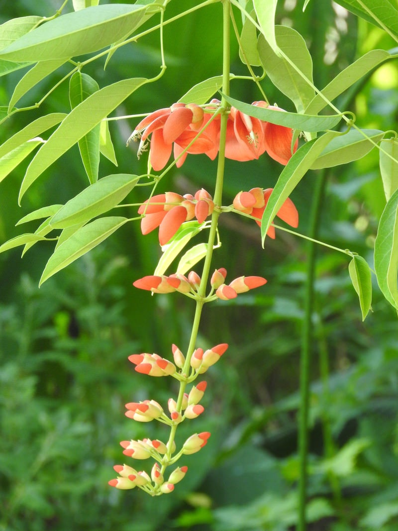 開花を始めるアメリカディゴ（マメ科）の写真