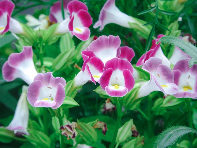 花咲くトレニア（アゼトウガラシ科）の写真