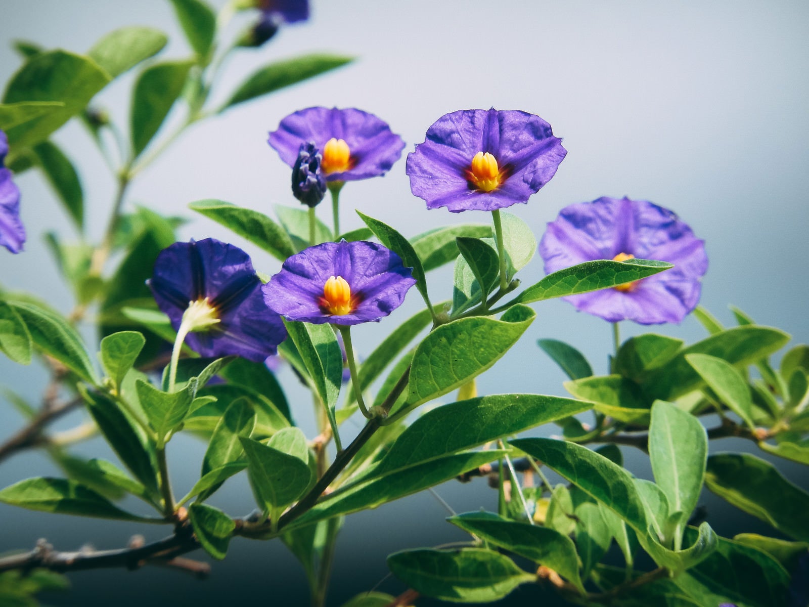 「空に向かって花開くソラナムラントネッティ」の写真