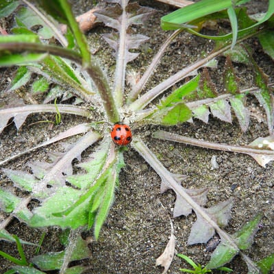 草の上のてんとう虫の写真