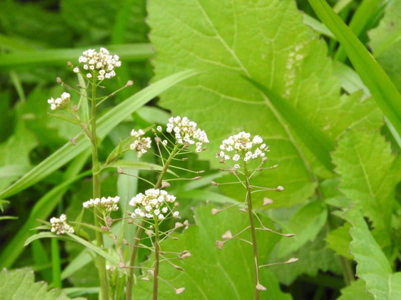 道端の野草（ぺんぺん草）の写真