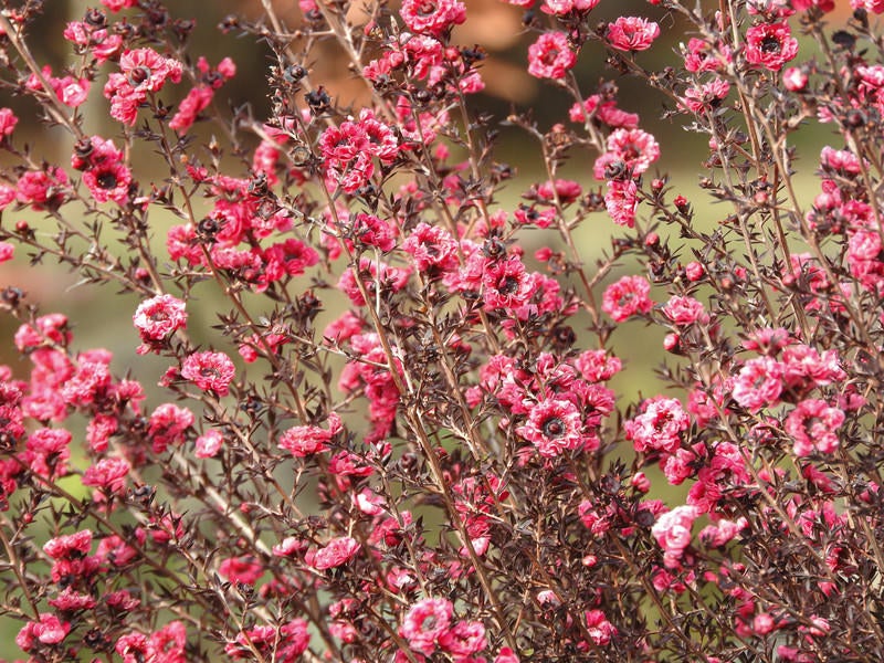 桃色の花（ギョリュウバイ）の写真