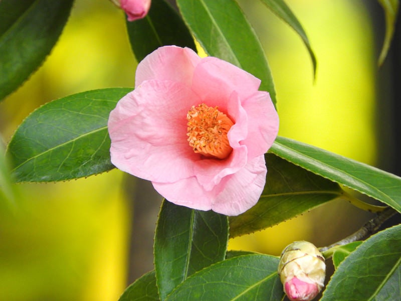 椿の花（太郎冠者）の写真