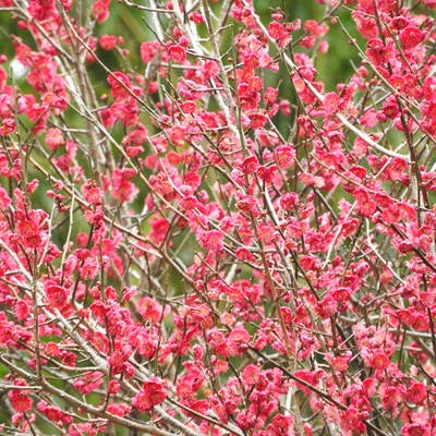 満開の梅の花の写真