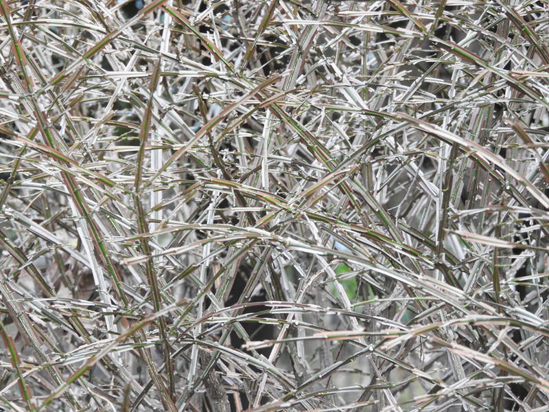 立ち枯れた植物の草むらの写真