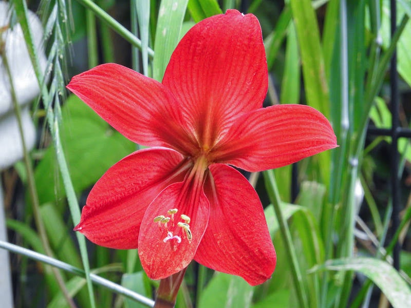 真っ赤な色のアマリリスの花の写真