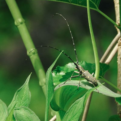 草の上に器用に乗るキボシカミキリ（昆虫）の写真