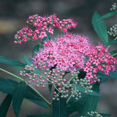 枝先に集まるように小さな花を咲かせるシモツケの写真