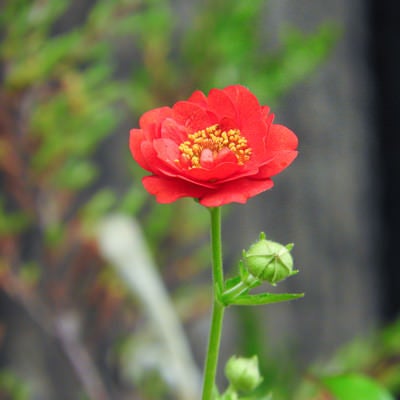 すくすくと花開くベニバナダイコンソウの写真