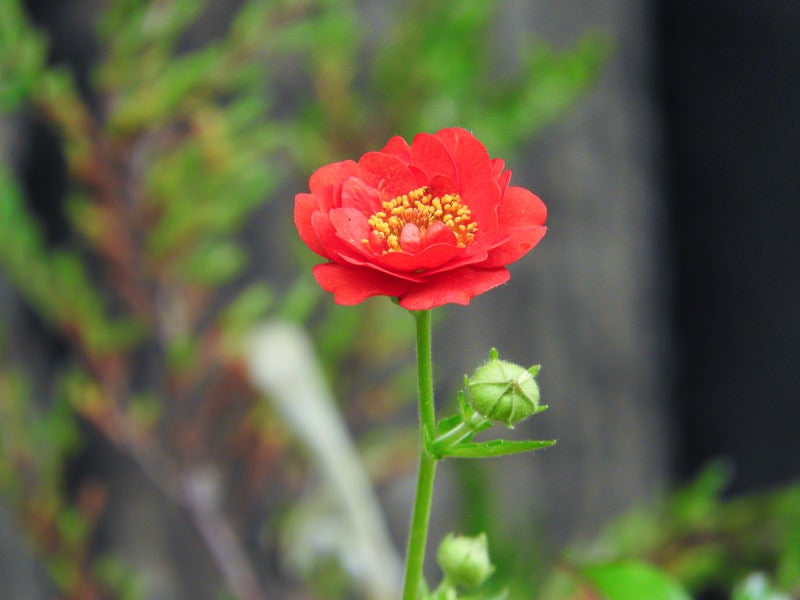 すくすくと花開くベニバナダイコンソウの写真