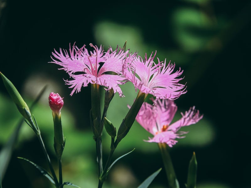 繊細な花びらナデシコの写真