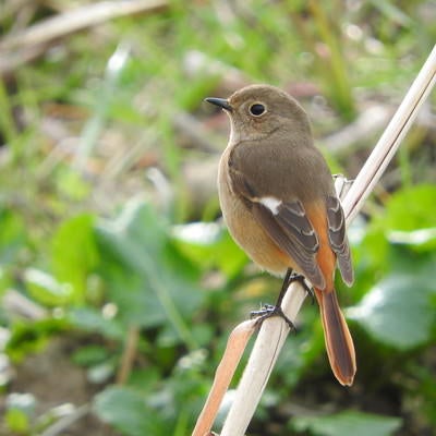 枯草に止まるジョウビタキのメス（野鳥）の写真