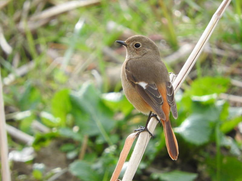 枯草に止まるジョウビタキのメス（野鳥）の写真