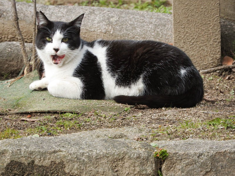 ごろにゃー（野良猫）の写真