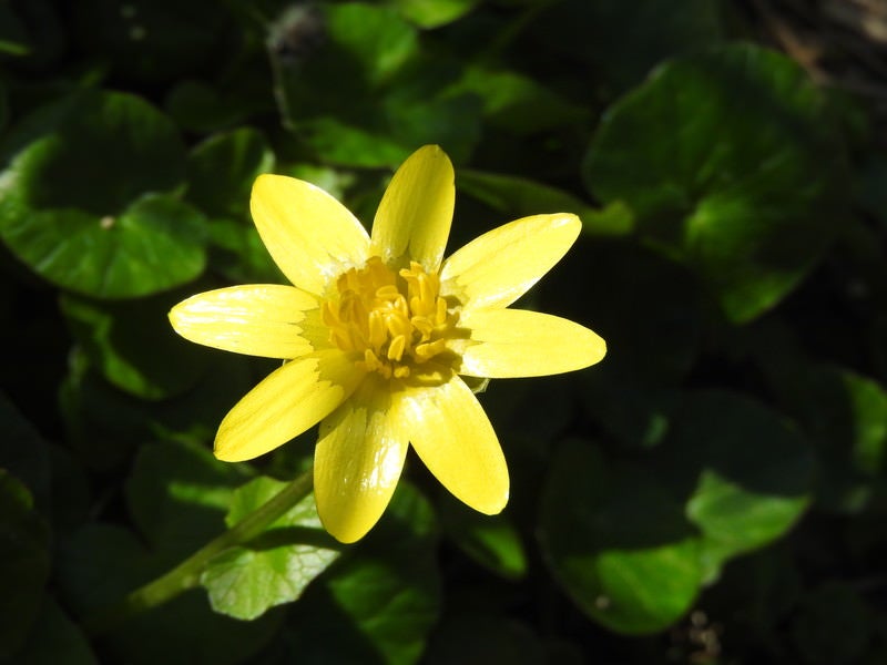 リュウキンカの花の写真