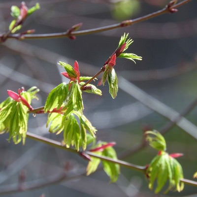 春の訪れ、紅葉の新芽の写真