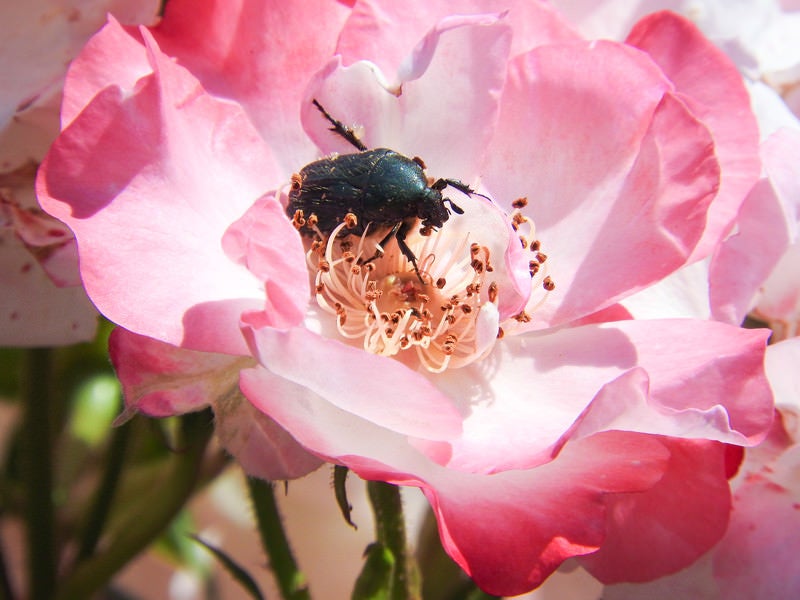 蜜を吸いにやってきたハナムグリ（昆虫）の写真