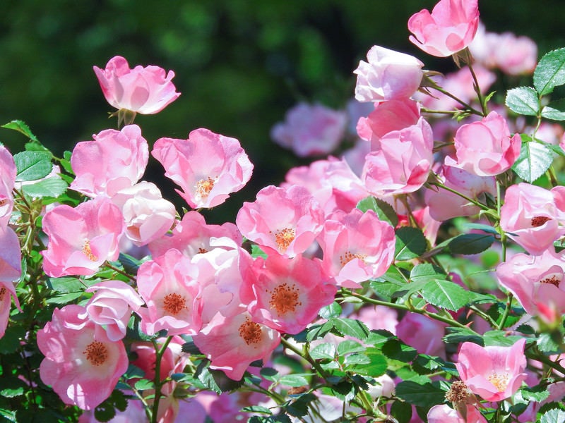 ピンクの薔薇の写真