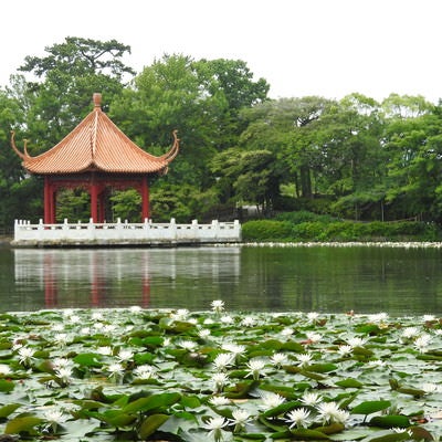 池に広がる睡蓮の写真