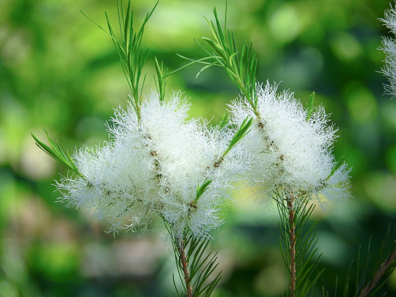 ティーツリーの花の写真