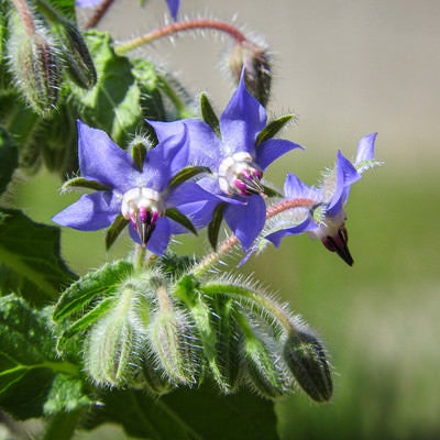 ボリジの花の写真