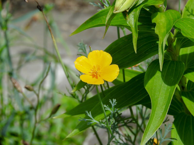 大きく花開くハナビシソウの写真