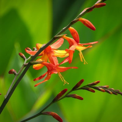 開花を始めたヒメオウギズイセンの写真