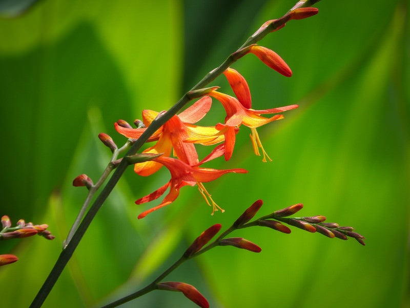 開花を始めたヒメオウギズイセンの写真