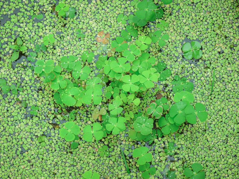 水生植物のデンジソウの写真