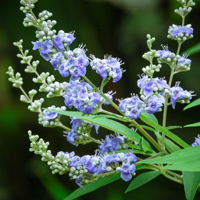 セイヨウニンジンボクのすみれ色の花の写真