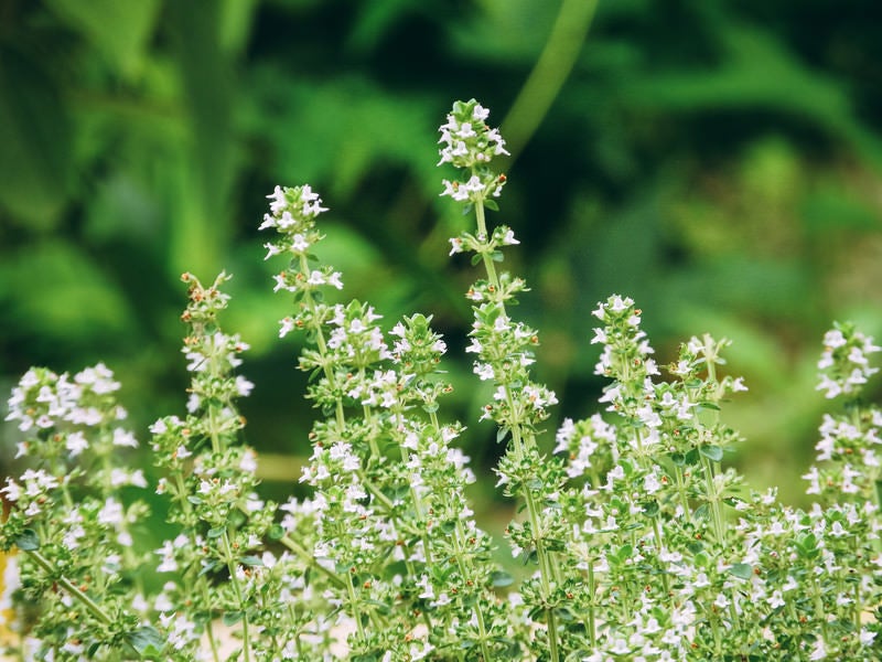 野に咲くタイムの花の写真