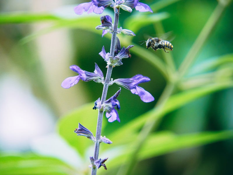 花に近づくトモンハナバチのオスの写真